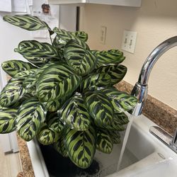 Large Beautiful Peacock Plant.