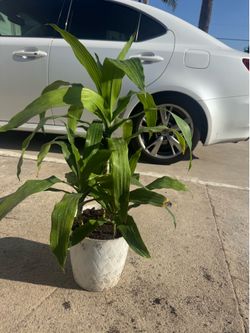 Dracaena 3 plants in the pot