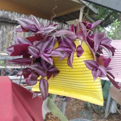Tradescantia Zebrina Plant 