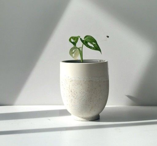 Monstera Adansonii Wide Leaf Plant/ Swiss Cheese Monstera Plant/ House Plant/ Indoor Plant Flower Patio Garden