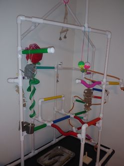 Parrot/Birds PLAYGROUND