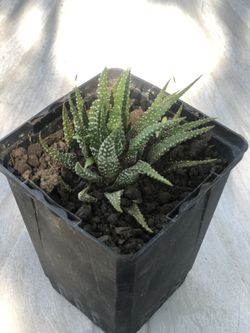Haworthia, Polka-succulent,