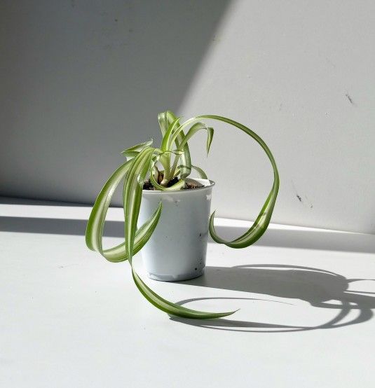 Trendy Variegated Curly Spider Plant Bonnie / Indoor Plant/ House Plant Flower Patio Garden 