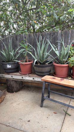 Varias plantas de venta