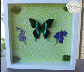 Taxidermy framed butterfly