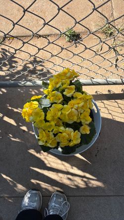 Winter flowering begonia