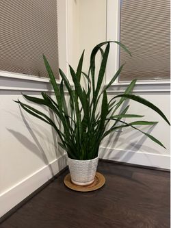 Snake Plant (4 feet)