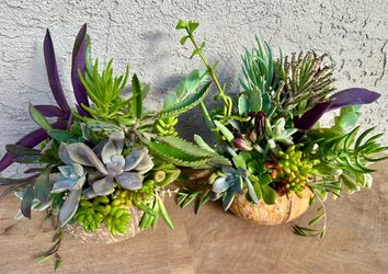 Coconut Shell Succulent Planters/Arrangements-$10 each