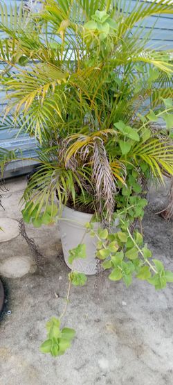 Palm tree with mint