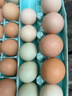 Fertilize eggs