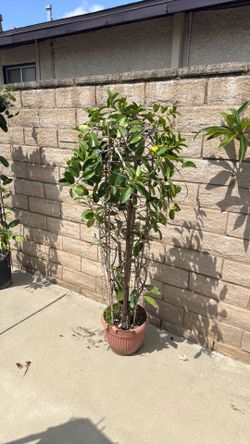 Star Jasmine plants for sale