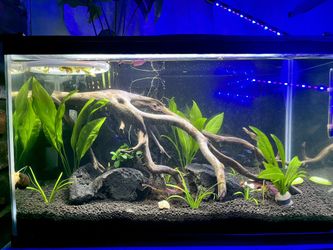 Aquarium Plants And Decor