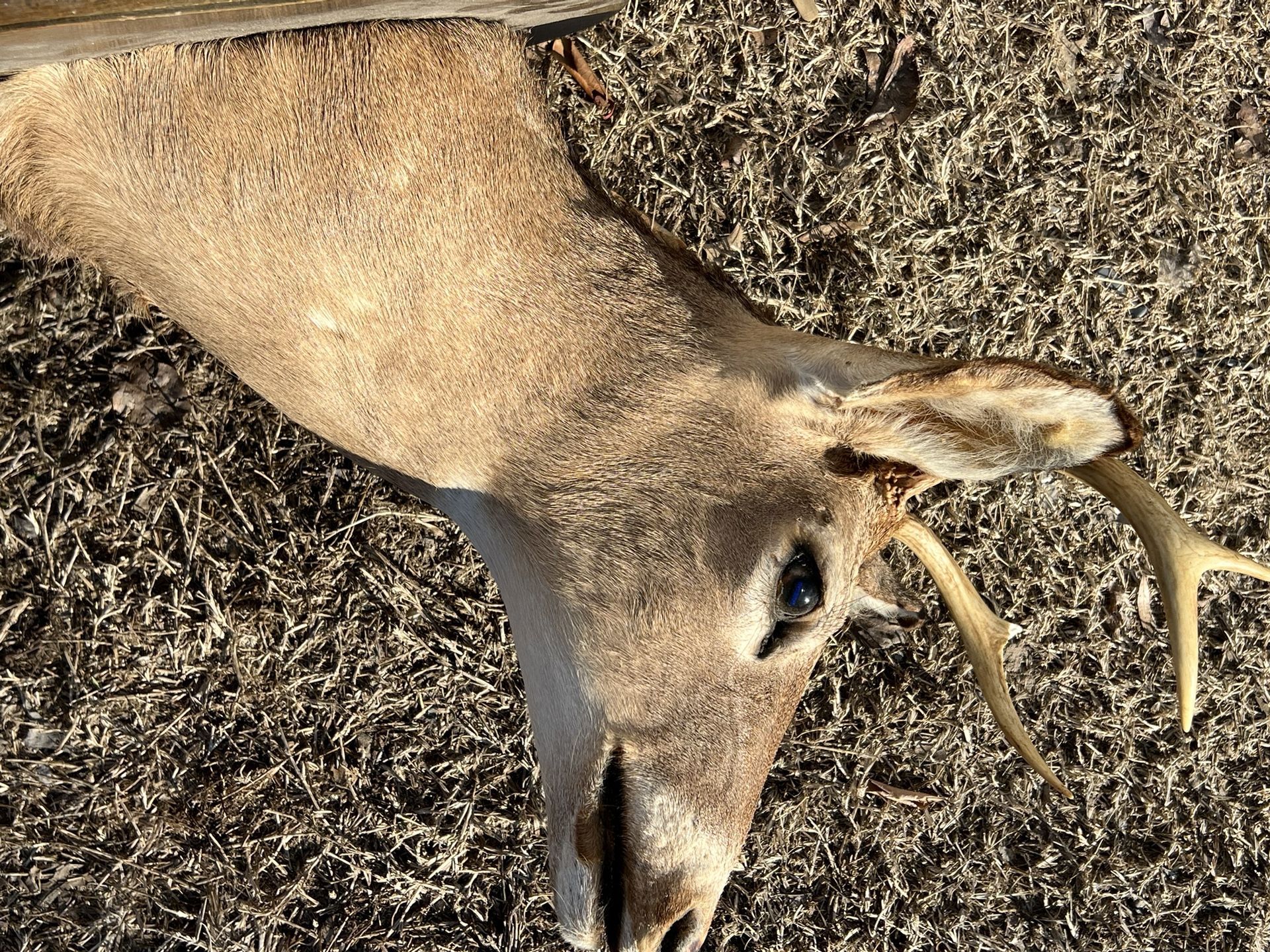 6pt White Tail Buck