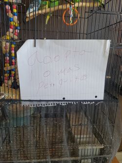 Adopta