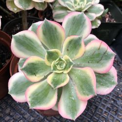 Sunburst Succulent Plant