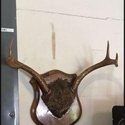 Mounted 6 pointer deer antlers