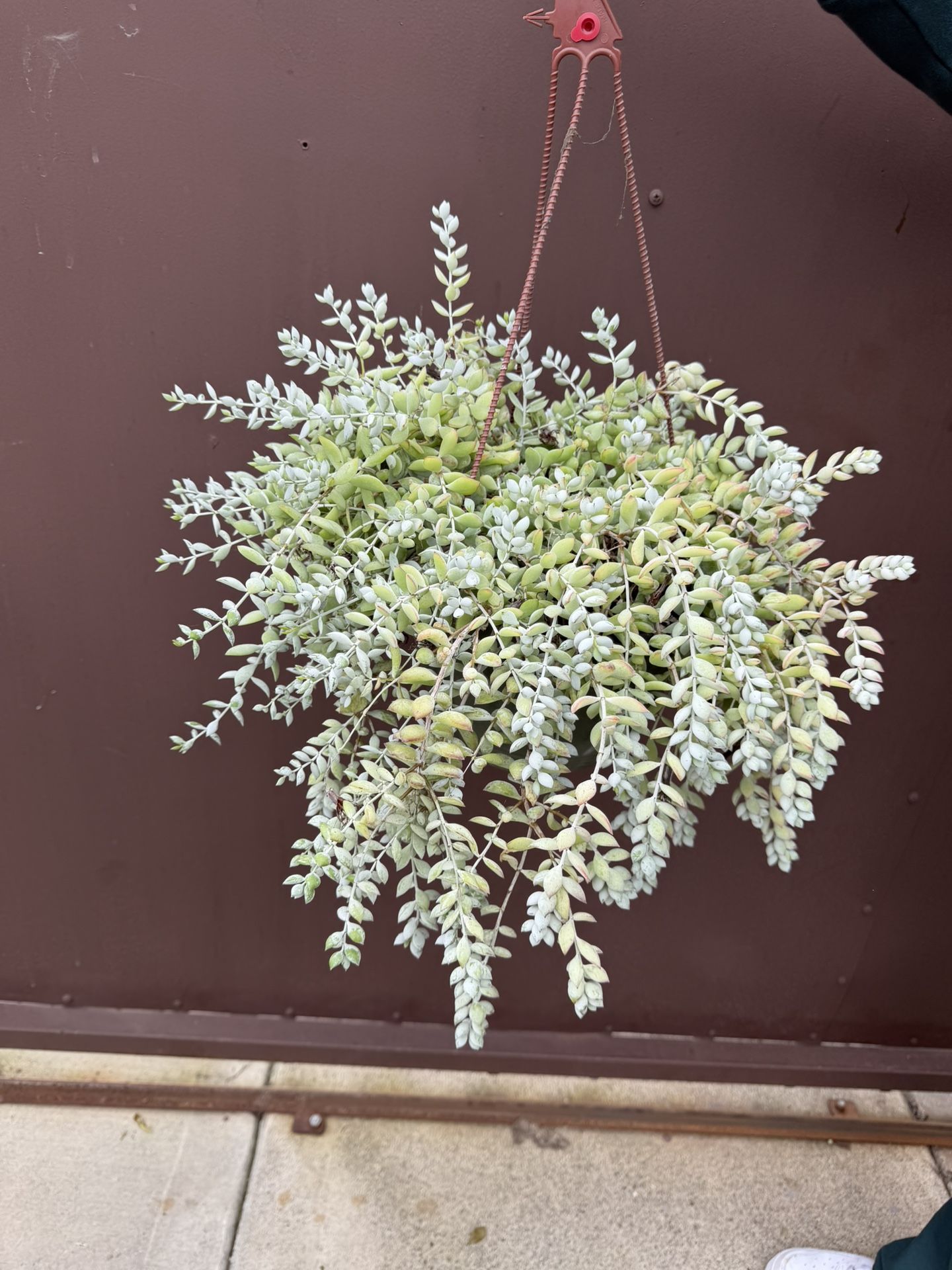 Xl Cotyledon Pendens In 8” Pot