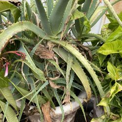 Large Succulent, Aloe Vera Plant 