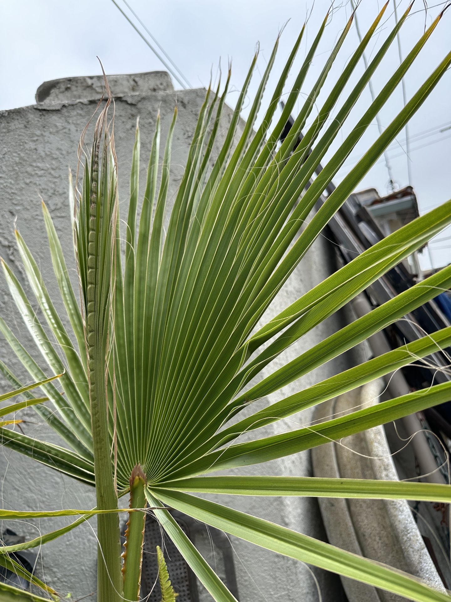 Mexican fan palm