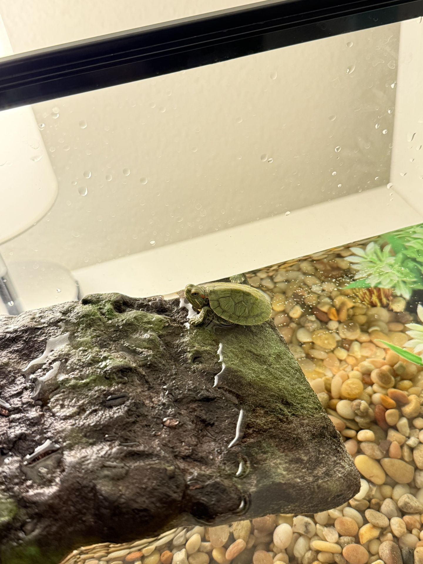 Sick baby red-eared slider turtle (~4 months old)
