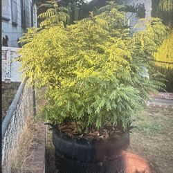 HUGE CURRY LEAF  PLANT FOR SALE 