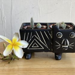 Opuntia microdasys (Bunny Ear Cactus)