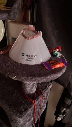 Cat Cone $25
