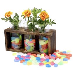 Plant Terrarium With Stones