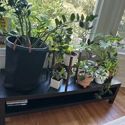 FREE Low IKEA Coffee Table/TV Console/Plant Stand