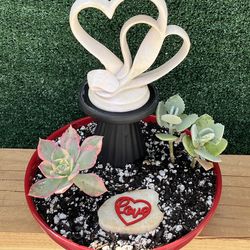 Succulent - Mothers Day ❤️ Love