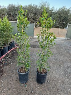 Ficus