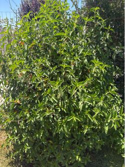 Ramas de muicle/ honeysuckle branches