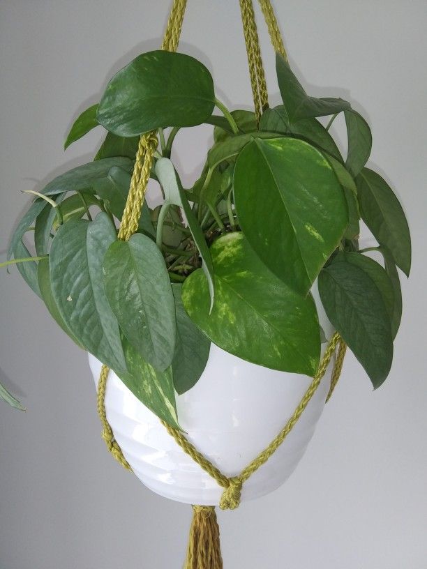 $10 Hanging Pothos Combo