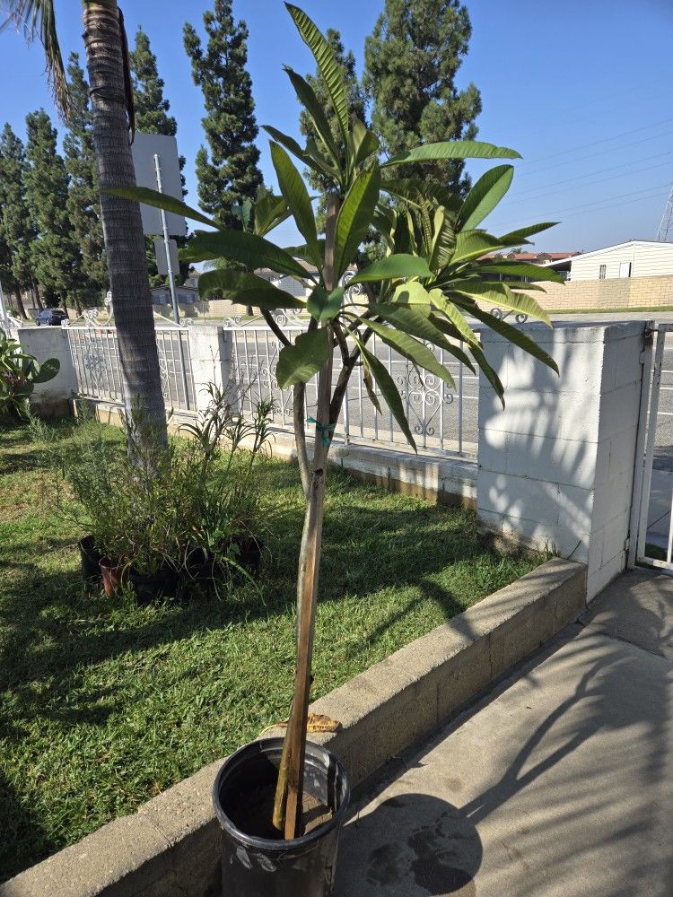 Burgundy Plumeria
