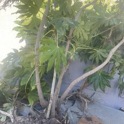 Paper Plant Fatsia Japonica 