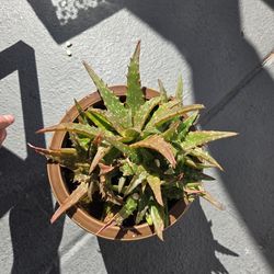 Aloe Christmas Carol