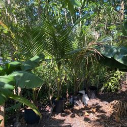 Coconut Palm Trees