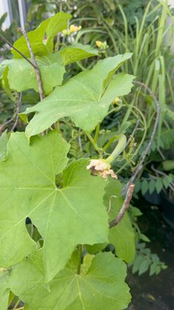 Luffa vegetable plant vine with luffa