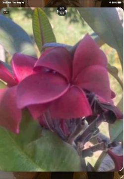 Plumeria cutting sale today. Will be available from like 7am till approximately 5 pm. Many colors and sizes. From small cuttings to instant trees over