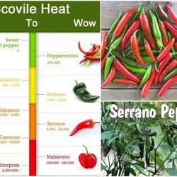 Serrano pepper  plant  🪴 1gal plantas de Chile  Serrano 