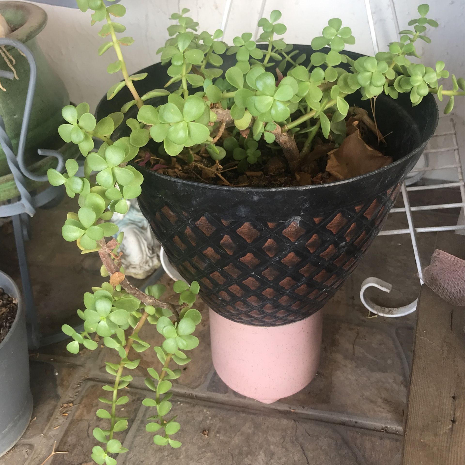 Hade Plant Planta De La Abundancia