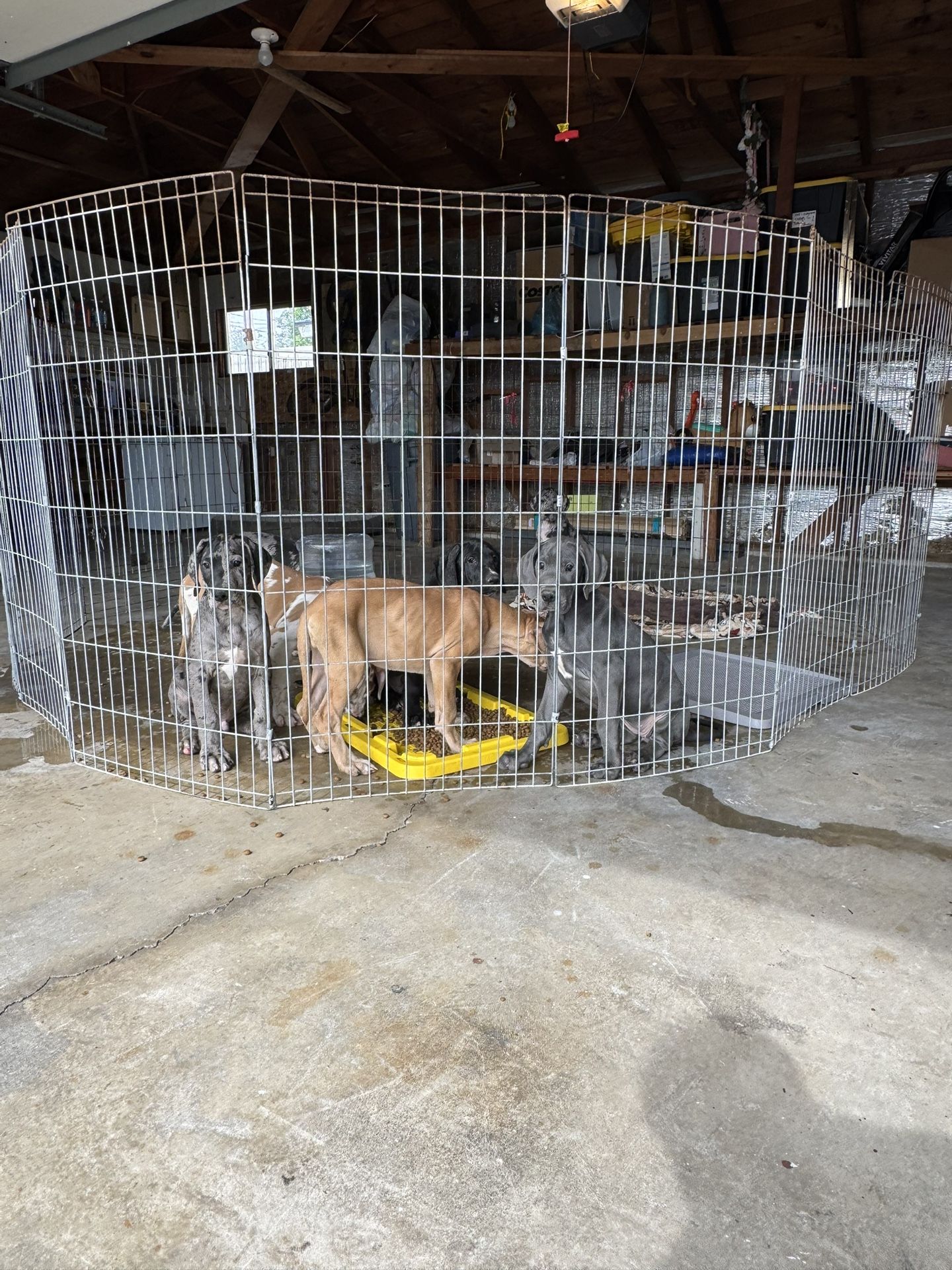 Kennel/Dog pen