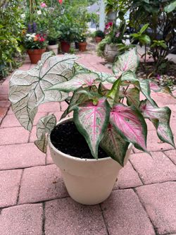 Caladium