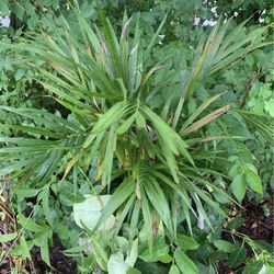 Cat Palm Tree Plant!! $12!!