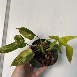 4” philodendron florida beauty