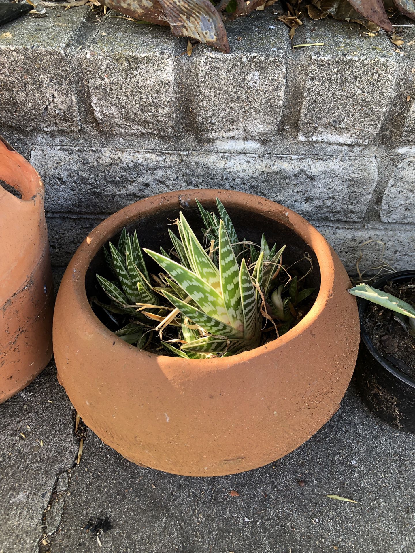 Clay Pot with succulent