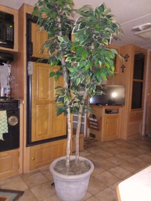 Artificial Ficus Tree 