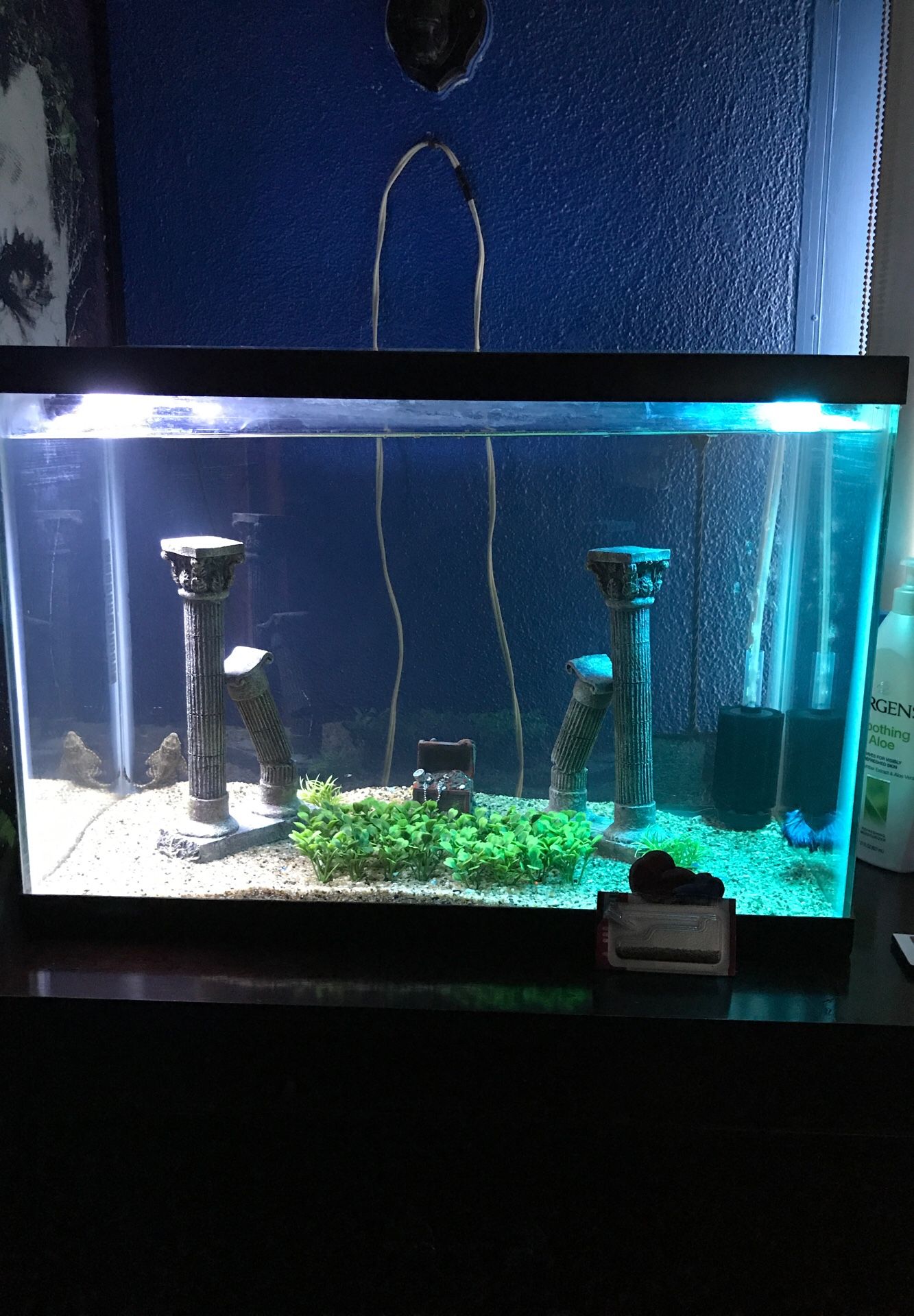 20 Gallon Tank