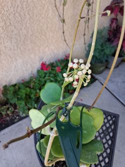 Blooming Hoya Kerri Plant (B) $40