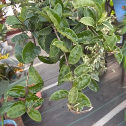 Hoya Krinkle 8 On a 6 Inch Pot